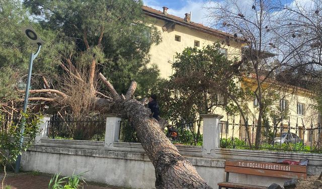 Koçarlı’da dev çam ağacı devrildi