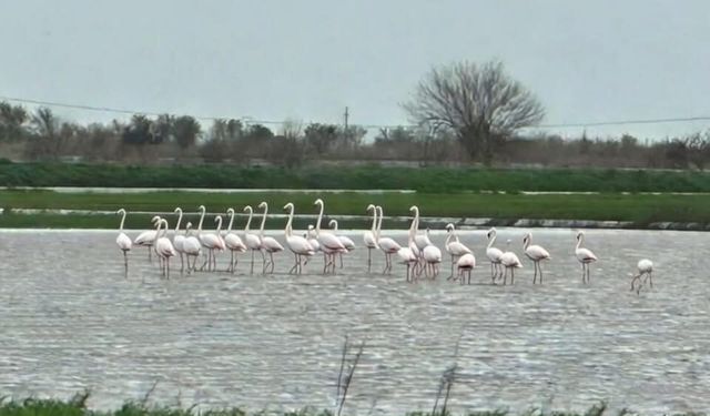 Koçarlı’ya flamingolar indi