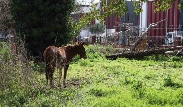 Sağanak altında 3 gün: Kimse sorumluluk almadı