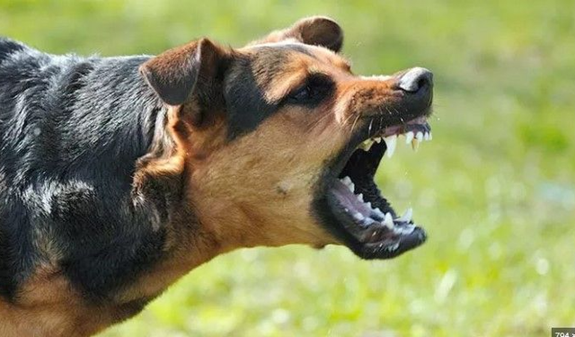 Bozdoğan’da dehşet: Köpek saldırısına uğrayan adam ağır yaralandı