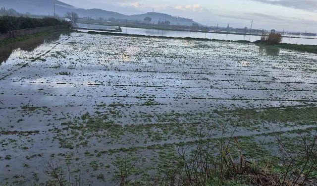 Söke’de aşırı yağışlar sonrası tarım alanlarında hasar tespiti