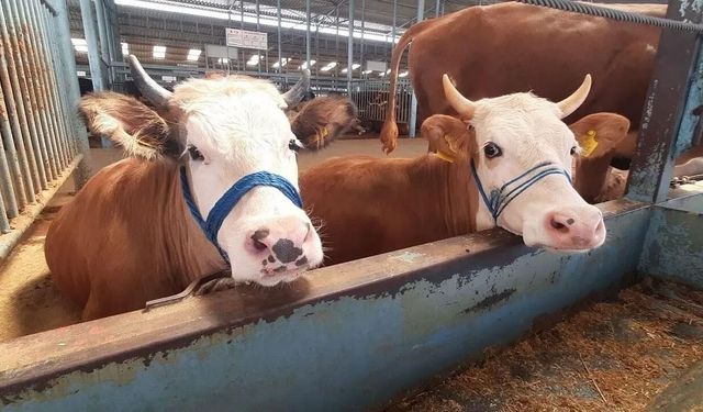 Söke'de kısıtlama kaldırıldı