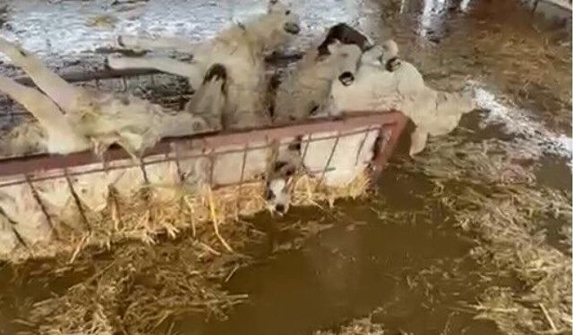 Aydın'da acı görüntü: 10 koyun telef oldu