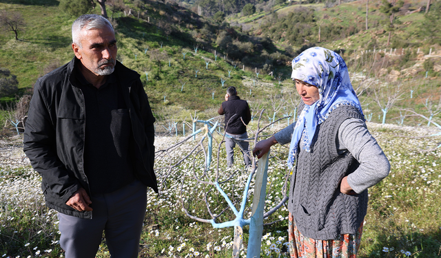 Koçarlı'da yüzlerce zeytin ve incir ağacını katletmişti: Yakalandı