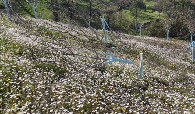 Koçarlı’da katliam: 7 vatandaşın ağaçları kesildi