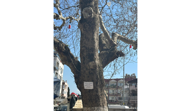 Aydın'da 100 yaşındaki ağaca bu yapılır mı?