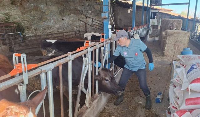 Aydın’da şap ve hastalıklara karşı aşılama çalışmaları sürüyor