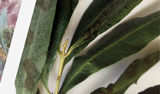 Aydın’da zeytin üreticilerine kritik uyarı