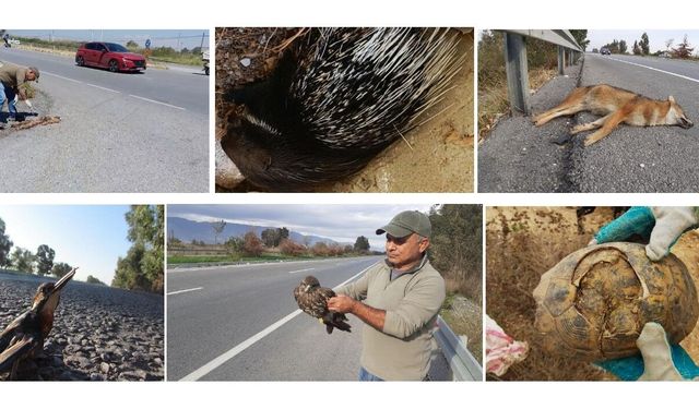 Aydın’ın ölüm yolu: Yüzlerce hayvan can verdi