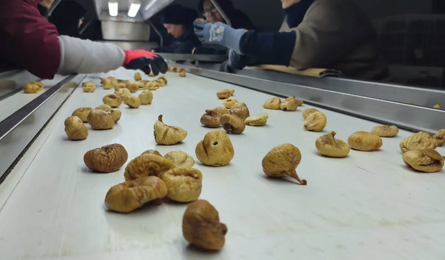 Aydın’ın ‘sarı altını’ değer kazanıyor