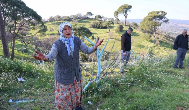 Aydın'da böyle öfke görülmedi: Bir gecede yüzlerce incir ve zeytin ağacını kestiler