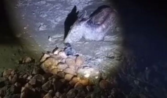 Aydın'da çamura saplanan eşek kurtarıldı