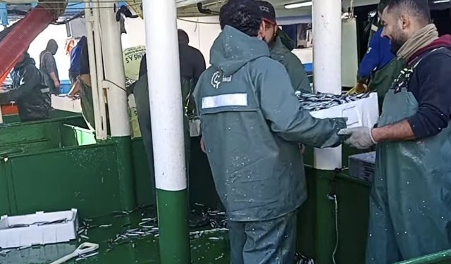 Didim’de balık bolluğu