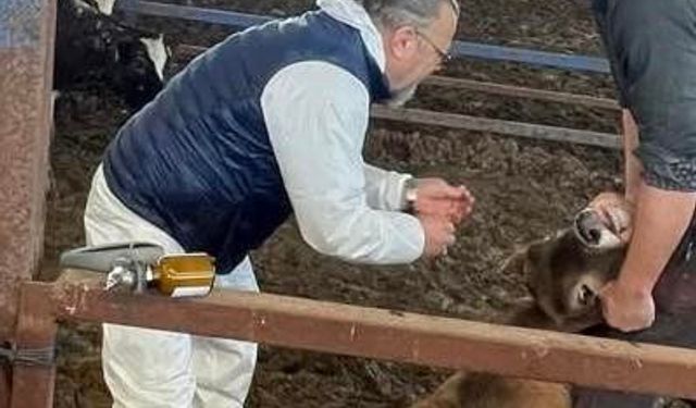 Efeler’de 15 bin hayvan aşılandı