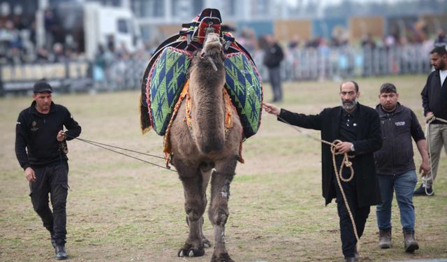 Germencikli devecilerden Günel’e tepki: “Siz bizi hor göremezsiniz”