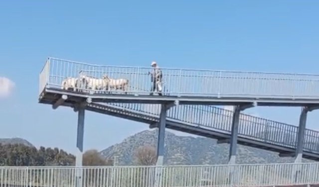 Germencik’te üst geçidi bu kez keçiler kullandı