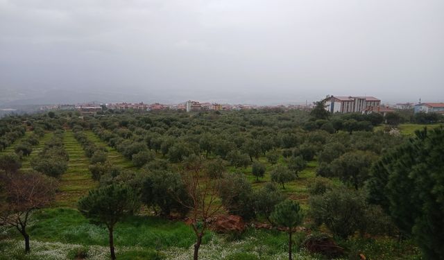 Karacasu’da sağanak yağış ve rüzgar etkili oluyor: Zeytinlikler yağmura teslim