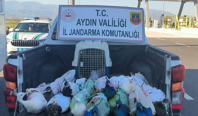 Nazilli’de tavus kuşu operasyonu