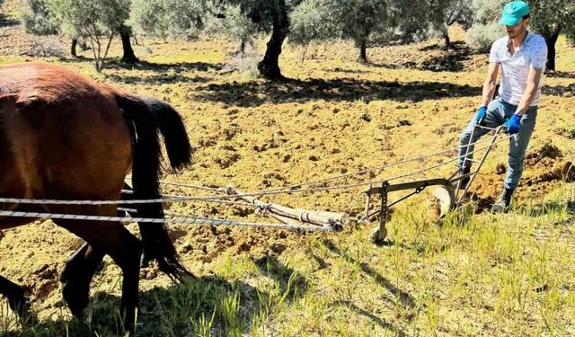 Aydınlı üreticilerin vazgeçilmezi: Traktör yoksa onlar var
