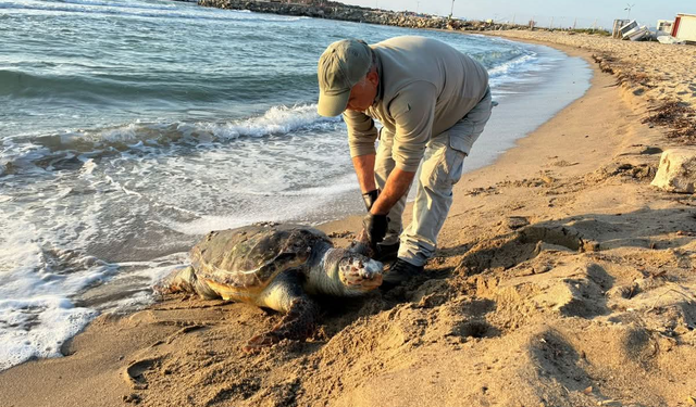 Trol ağları 7 deniz kaplumbağasını yaşamdan kopardı