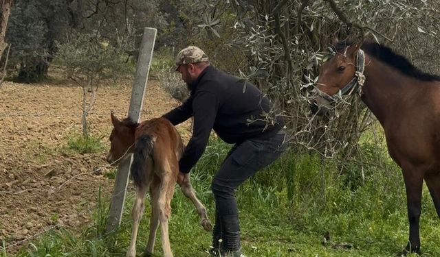 Yürek ısıtan görüntü İncirliova’dan geldi: Tellere takılan tayı kurtarıp, annesine kavuşturdu