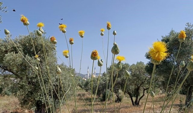Aydın'da acil çağrı: 'Koruyamazsak kaybedeceğiz'