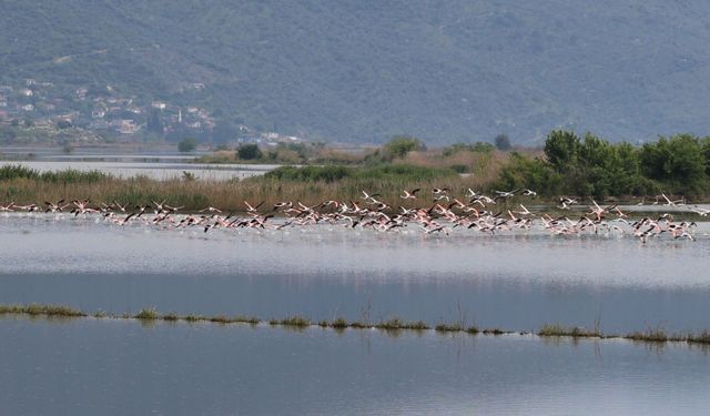 Söke'de su altında kalan arazilerde flamingolar görsel şölen oluşturdu