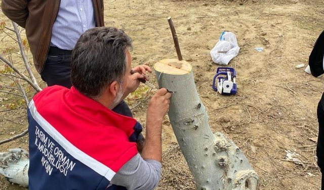 Koçarlı’da ceviz üreticilerine uygulamalı aşılama eğitimi