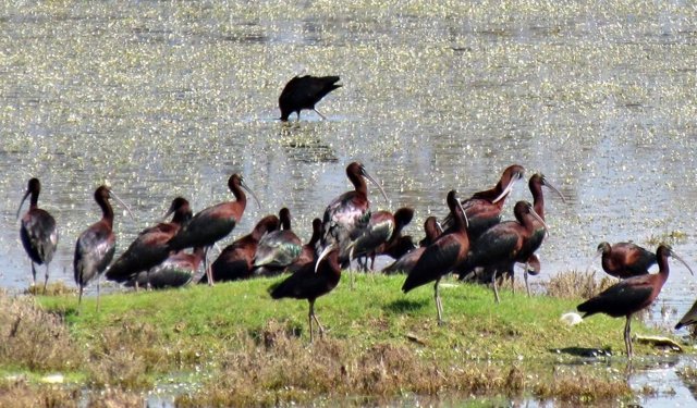 Kuşadası’nın tek sulak alanı için harekete geçildi