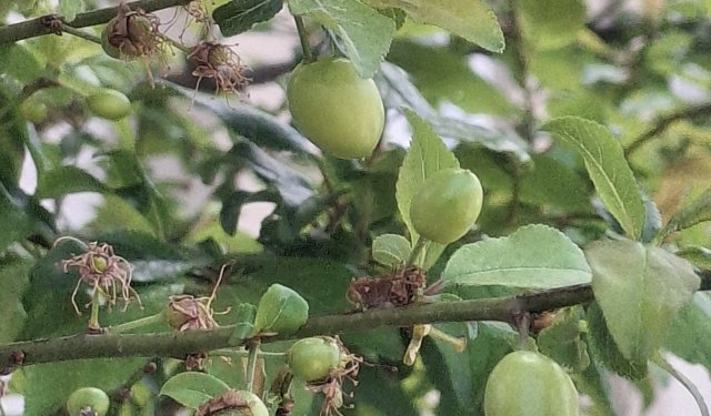 Didim’de bahar esintisi; ağaçlar meyveye durdu