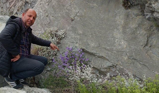 Dünyada sadece Aydın’da yetişiyor: Yok olma tehlikesiyle karşı karşıya