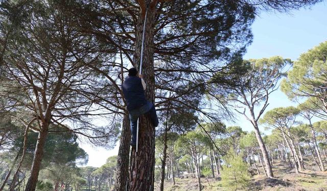 Aydın’da ölümüne mesai! Ekmek parası için 30 metre tırmanıyorlar