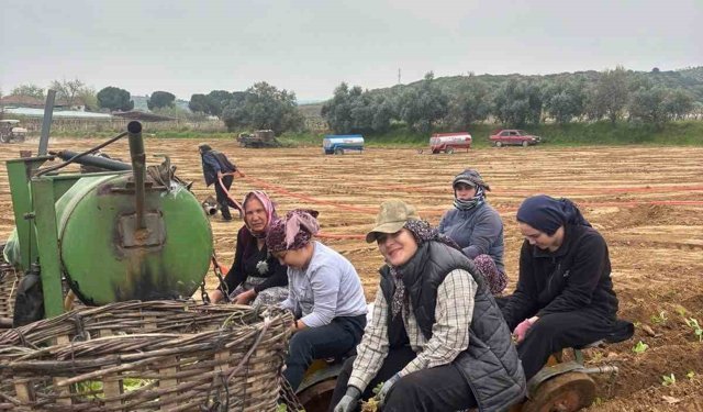 Karacasu’da çiftçilerin tütün mesaisi başladı