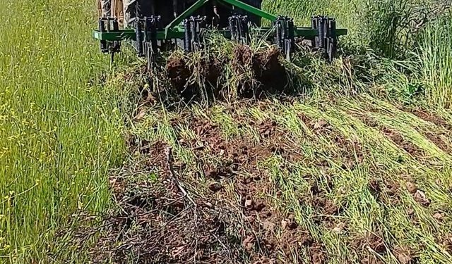 Karacasu’da bahar mesaisi: Çiftçiler yabani otla mücadele ediyor