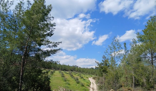 Karacasu’da baharın habercisi: "Orman Fistosu" kameralara yansıdı