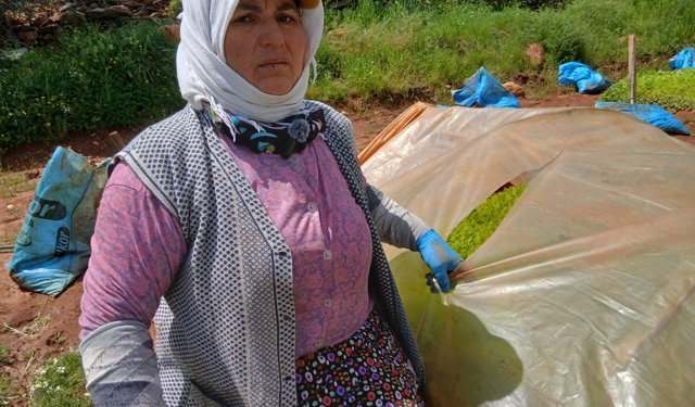 Karacasu’da üreticinin emeğine “Bıçaklı” darbe: Tütün ocaklarını delik deşik ettiler!