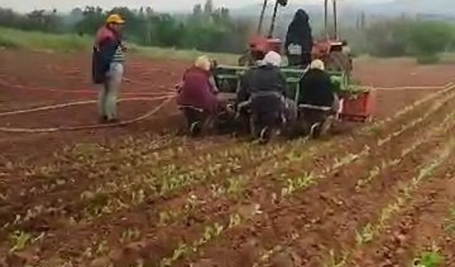 Karacasulu muhtardan tütün firmalarına avans isyanı: "Bu son nesil, çiftçinize sahip çıkın"