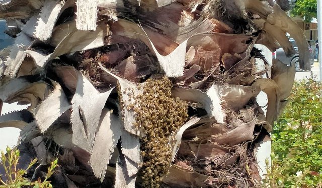 Nazilli'de arı istilası: Şehir merkezine doluştular