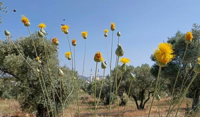 Sahip çıkmazsak 'Tülüşah'ı kaybedeceğiz