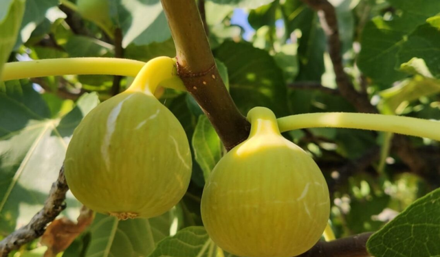 Buharkent’te incir üreticilerine önemli uyarı