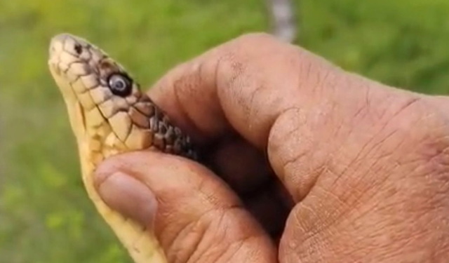 Bozdoğanlı çiftçinin yılanla diyaloğu sosyal medyada ilgi gördü