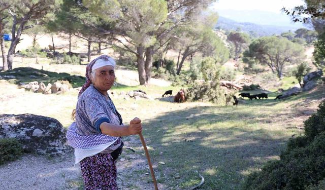 Aydın'ın en genç çobanı: Ne olursa olsun terk etmedi