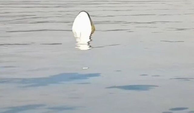 Didim açıklarında can pazarı; Mültecileri balıkçı teknesi kurtardı