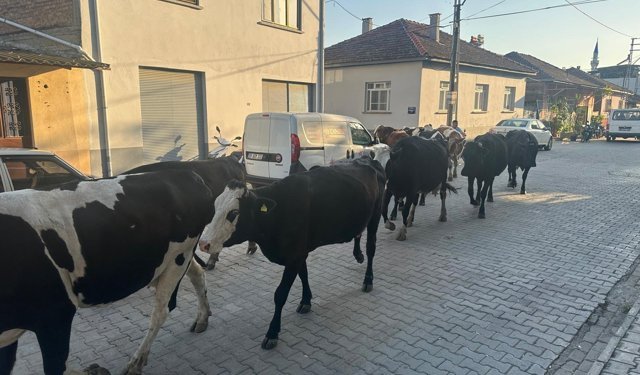 İncirliova'da 100 yıllık sistem şaşırtıyor: Mera kapısı açılıyor, hayvanlar damına gidiyor