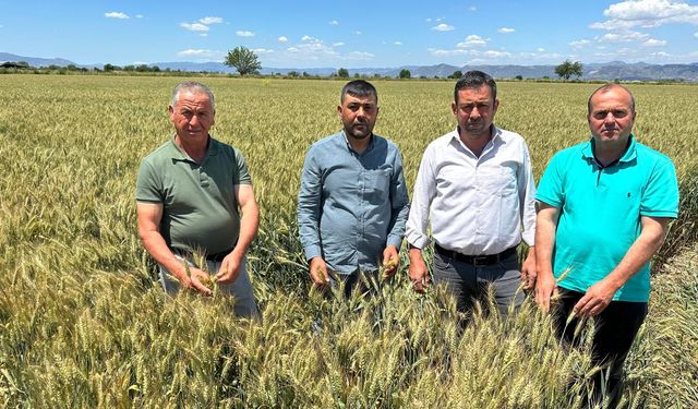 Koçarlı’da çiftçinin gözü TMO’da: Buğday için 25 lira