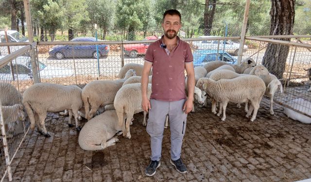 Karacasu'da turizm mezunu hayvancı: "Biz de bırakırsak şehirdekiler ne yiyecek?"