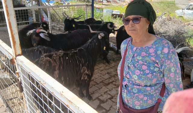 Karacasu'da tütüncülüğü bırakıp hayvancılığa başladı: Pişman oldu!