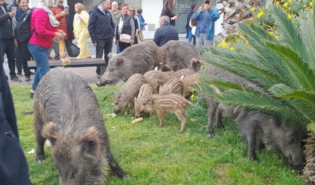 Sıcaklar artınca şehre indiler: Kuşadası’nda yaban domuzu sürüsü
