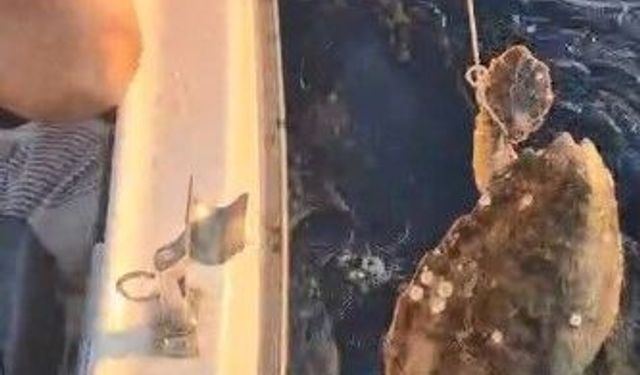 Böyle insanlık olamaz; Deniz kaplumbağasını ne hale getirmişler