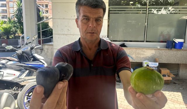 Aydın’da erkenci incir tezgahtaki yerini aldı: Kilosu 200 lira